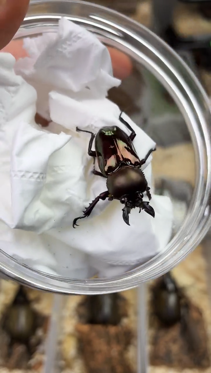 计*计2048彩虹锹甲成虫公一只