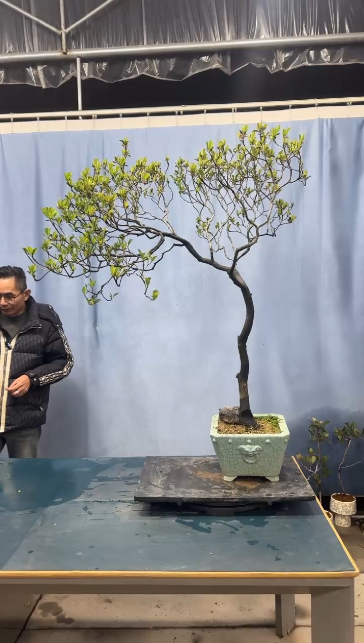 【闪购商品】盆景春花