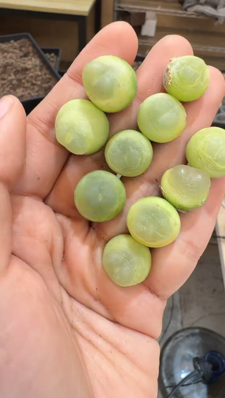 42多肉植物肉锥拉登一颗