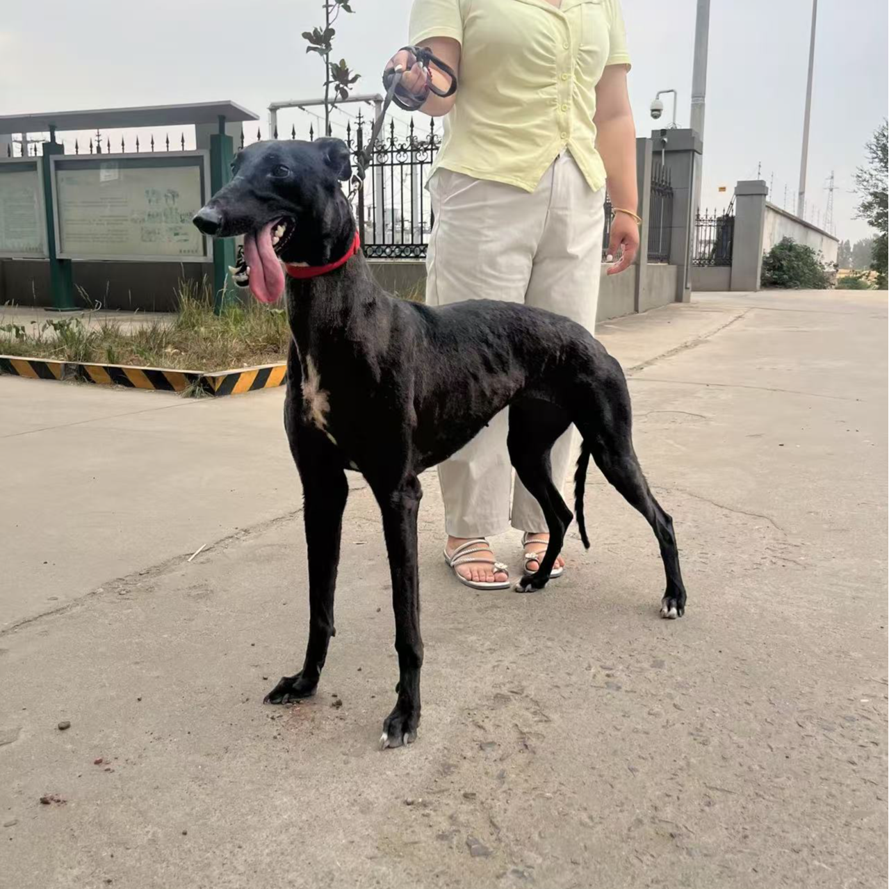 （猎犬老丁）T狗狗活体