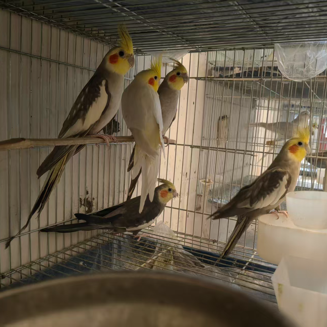 手养玄凤鹦鹉（蛋）到货拍开箱视频没有视频没售后 有视频包48小时