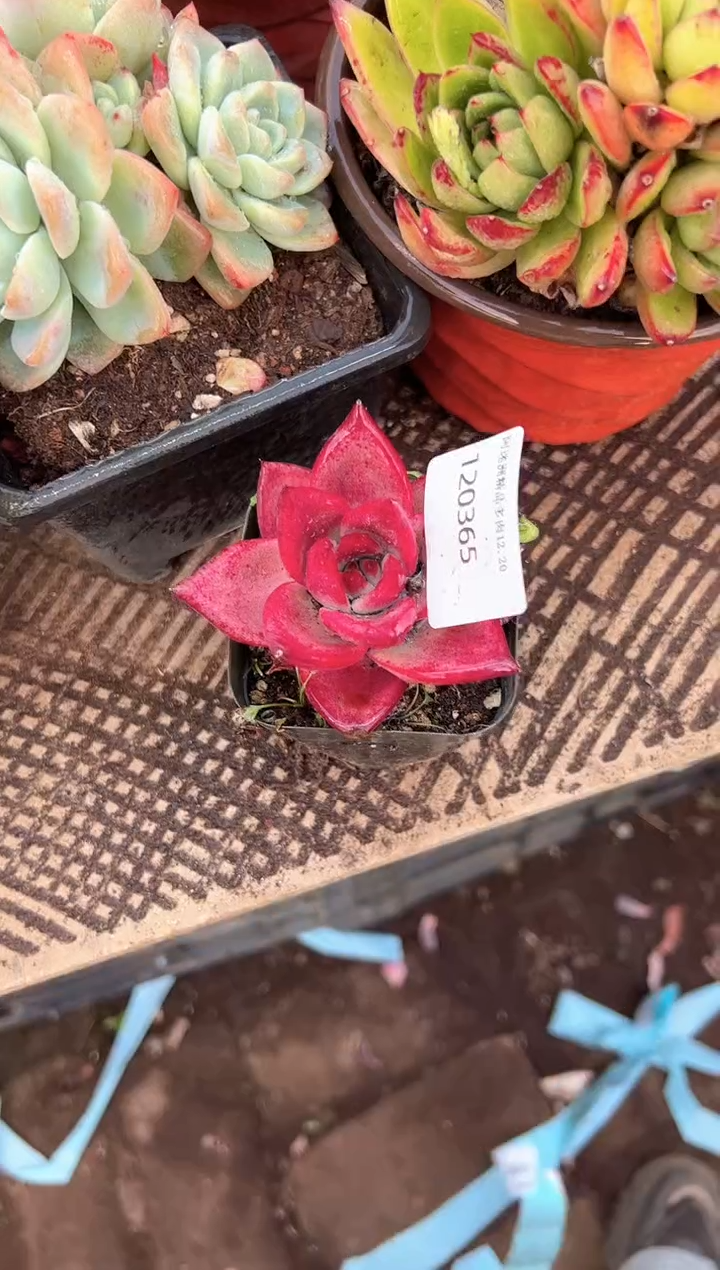 哇* 多肉植物一物一拍20365