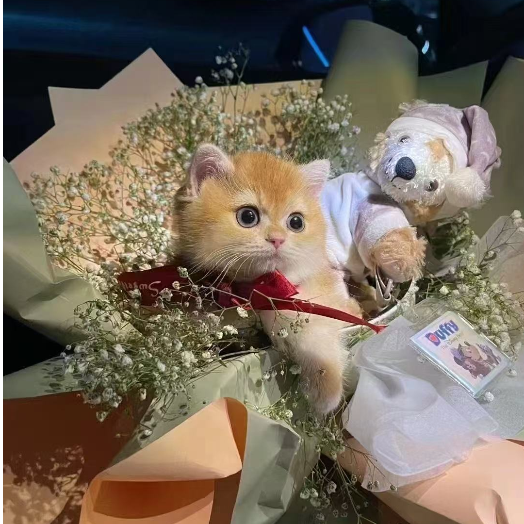 【桔子宠物】宠物猫咪活体全款链接