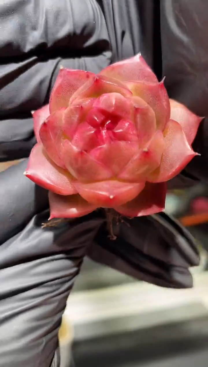 闪购433 魁首多肉一颗  3.8-4厘米