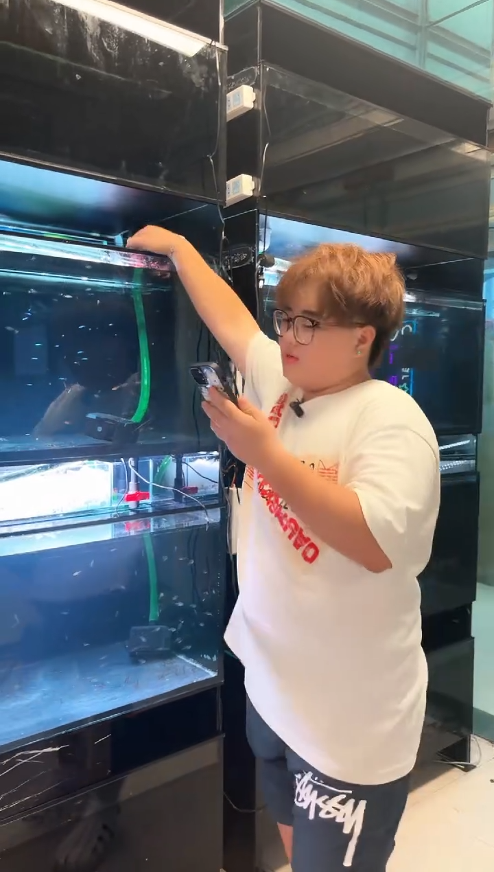 海水赤炎绿翡翠3条