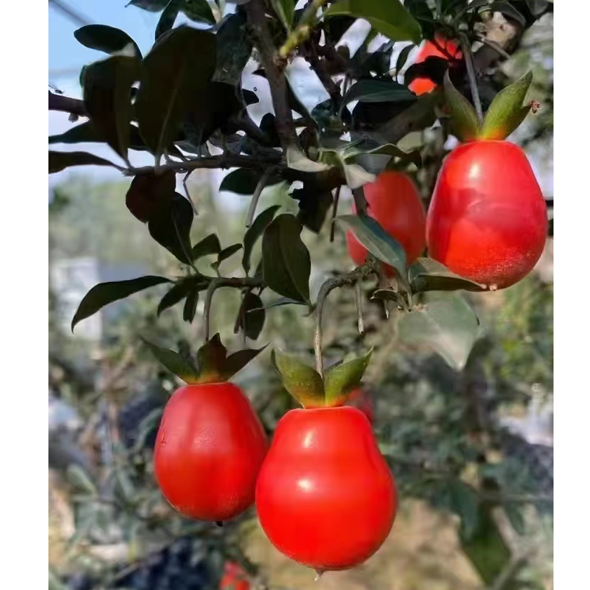 灌木金弹子盆景素材   直播间一物一拍