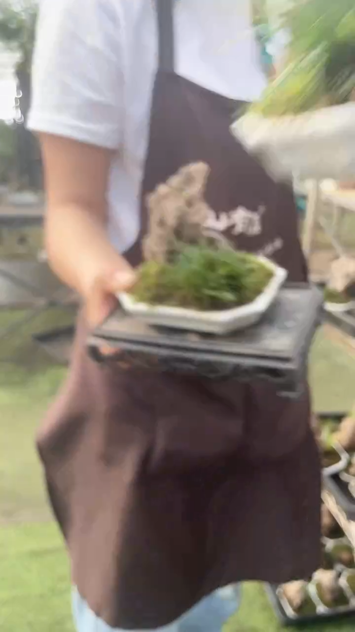 无花朵冰裂纹 贵船苔 天然石盆景