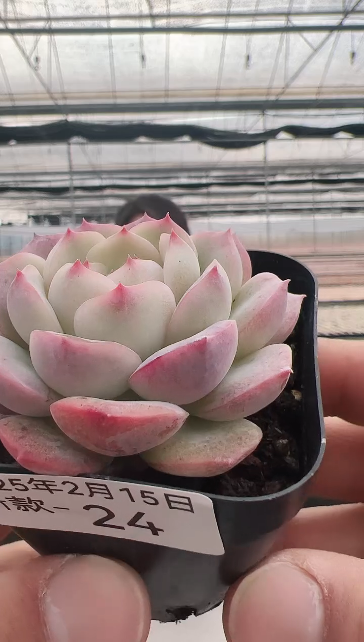 【闪购商品】新款多肉-24