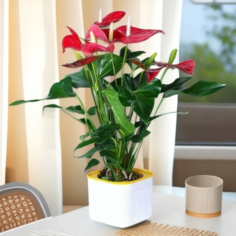 精品水土培红掌盆栽风顺花卉植物室内好养绿植四季开花客厅珊