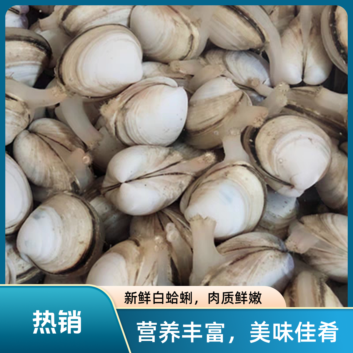连云港特产海鲜水产鲜活贝类蛤蜊白蛤白蛤蜊野生海鲜烧烤大白蚬子