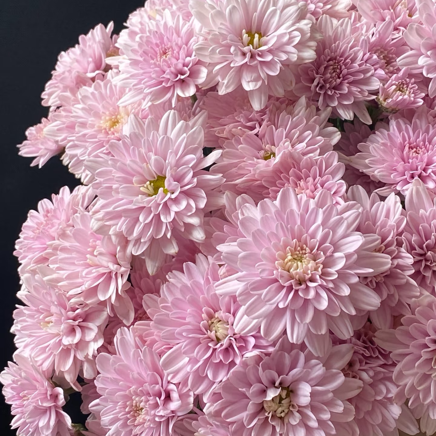 【汉城粉小雏菊】云南基地直发  鲜花真花  现采现发