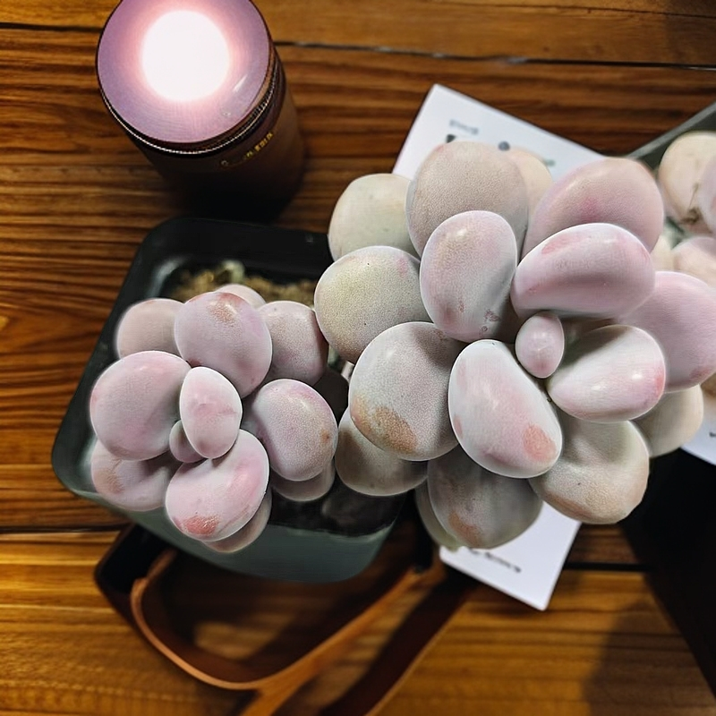 桃蛋(拼满15元包邮)室内盆栽 净化绿植盆栽大棚多肉