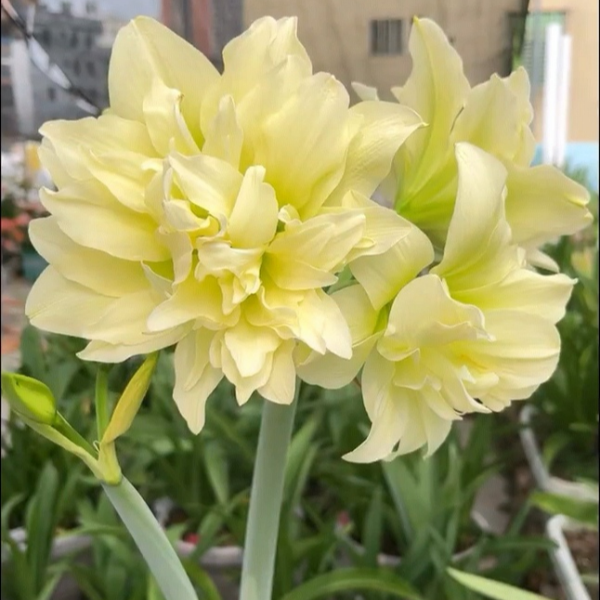 朱顶红种球双黄重瓣大花室内阳台盆栽好养活花卉