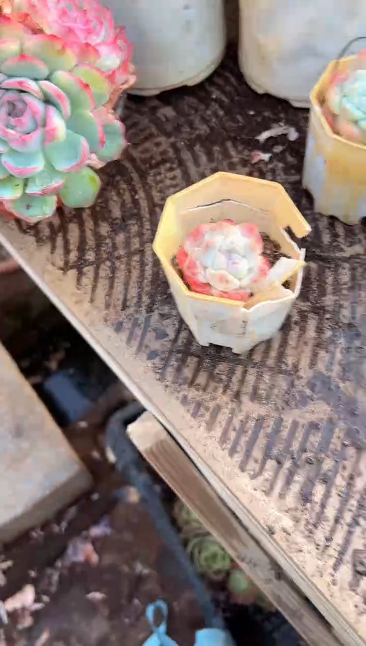 来****你多肉植物一物一拍01315