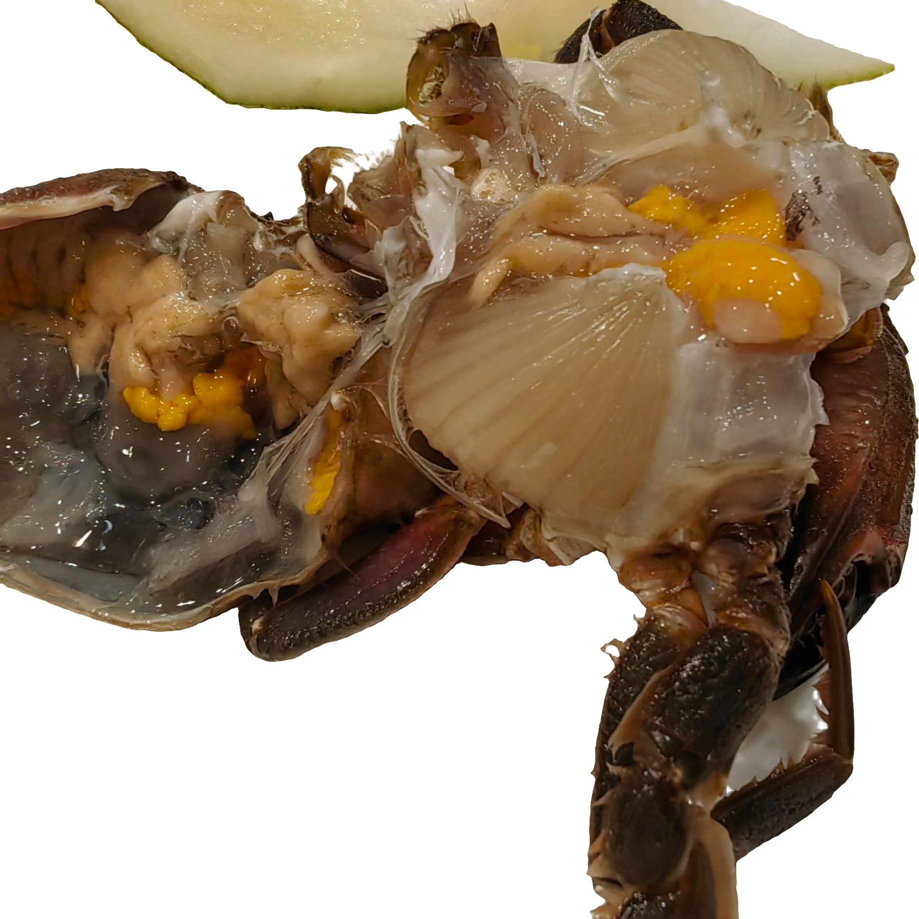 渤海湾新鲜花盖 鲜活发货