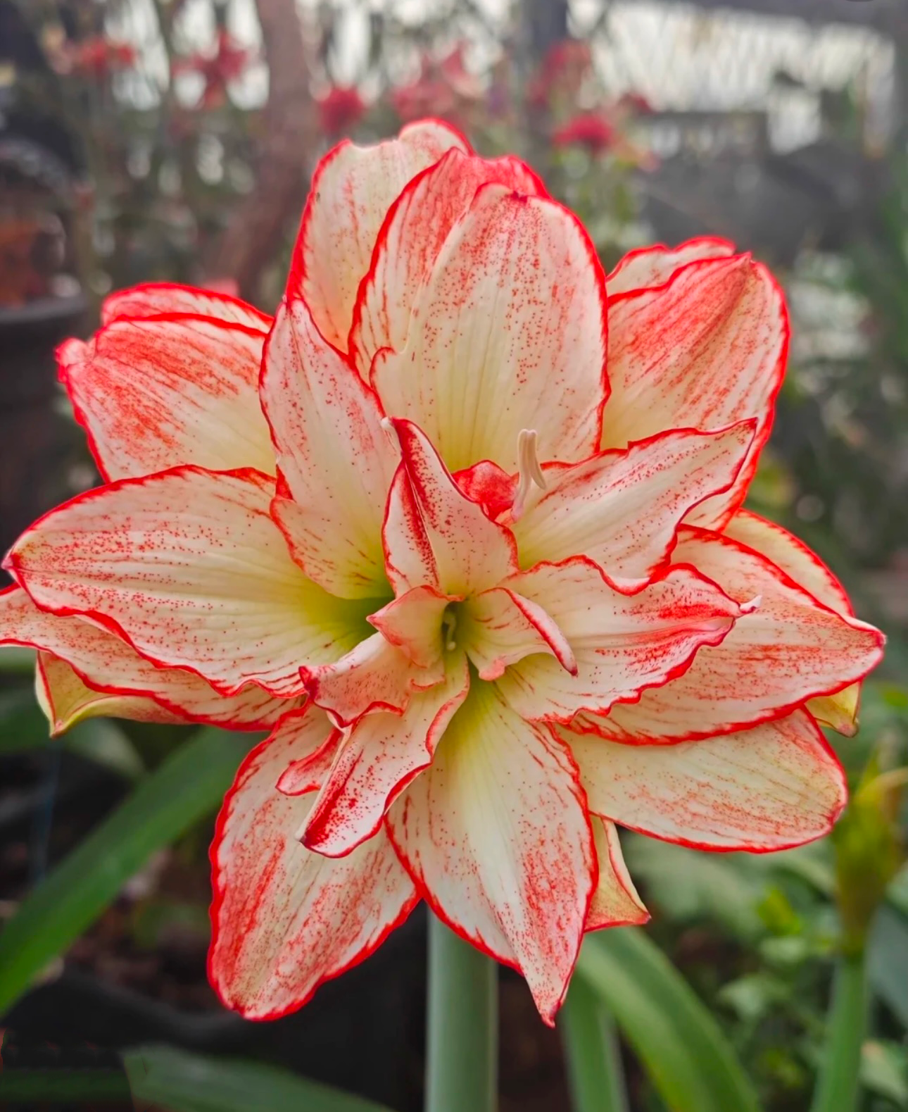 干邑橙酒）朱顶红种球5-6厘米