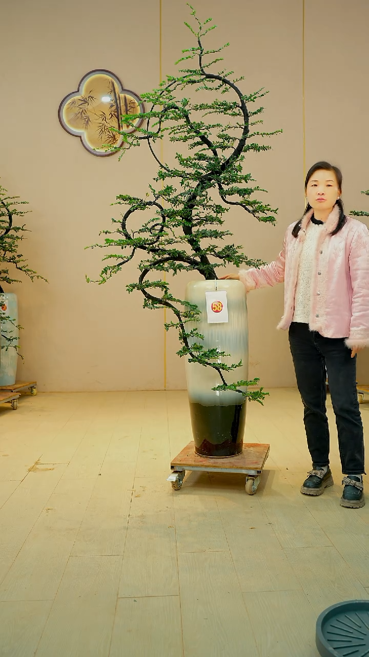 无花朵月***子【广东小叶紫檀】落地高端盆景绿植四季常青常绿