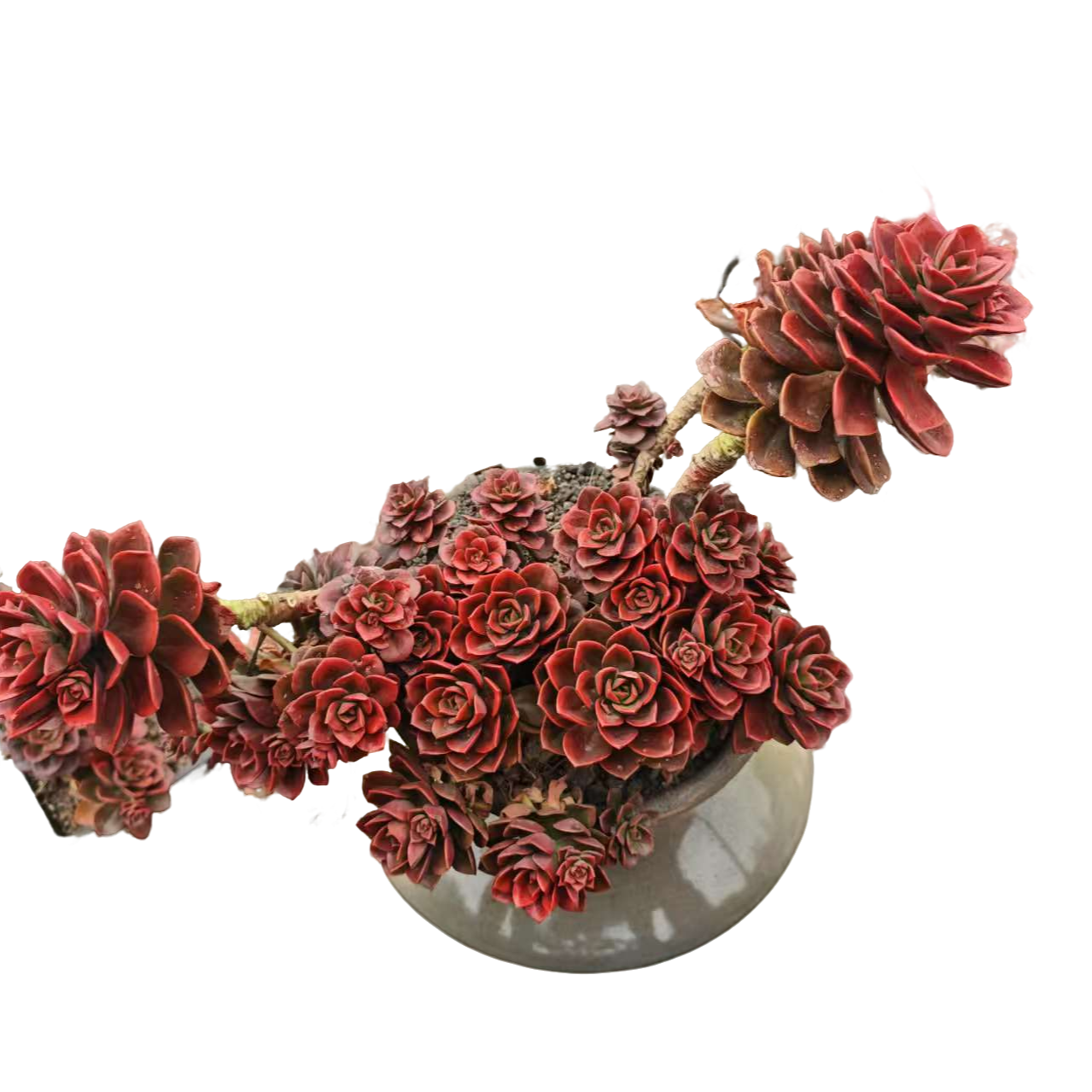 精品多肉 玫瑰巧克力  