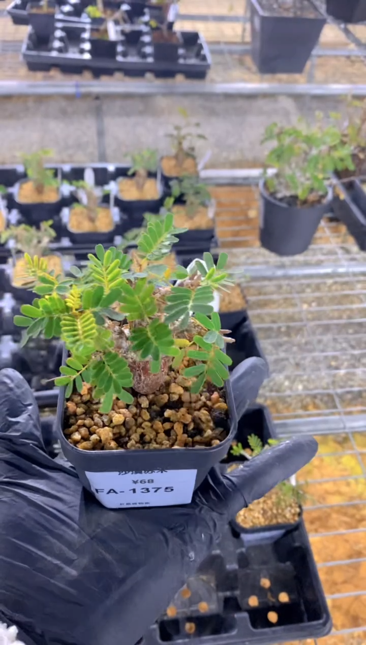 【闪购商品】沙漠苏木FA-1375