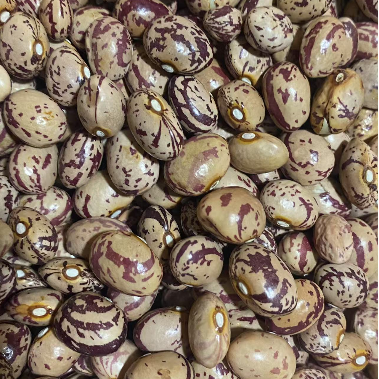 云南怒江农家自种雀蛋豆 奶花芸豆 花糯豆 当季新货