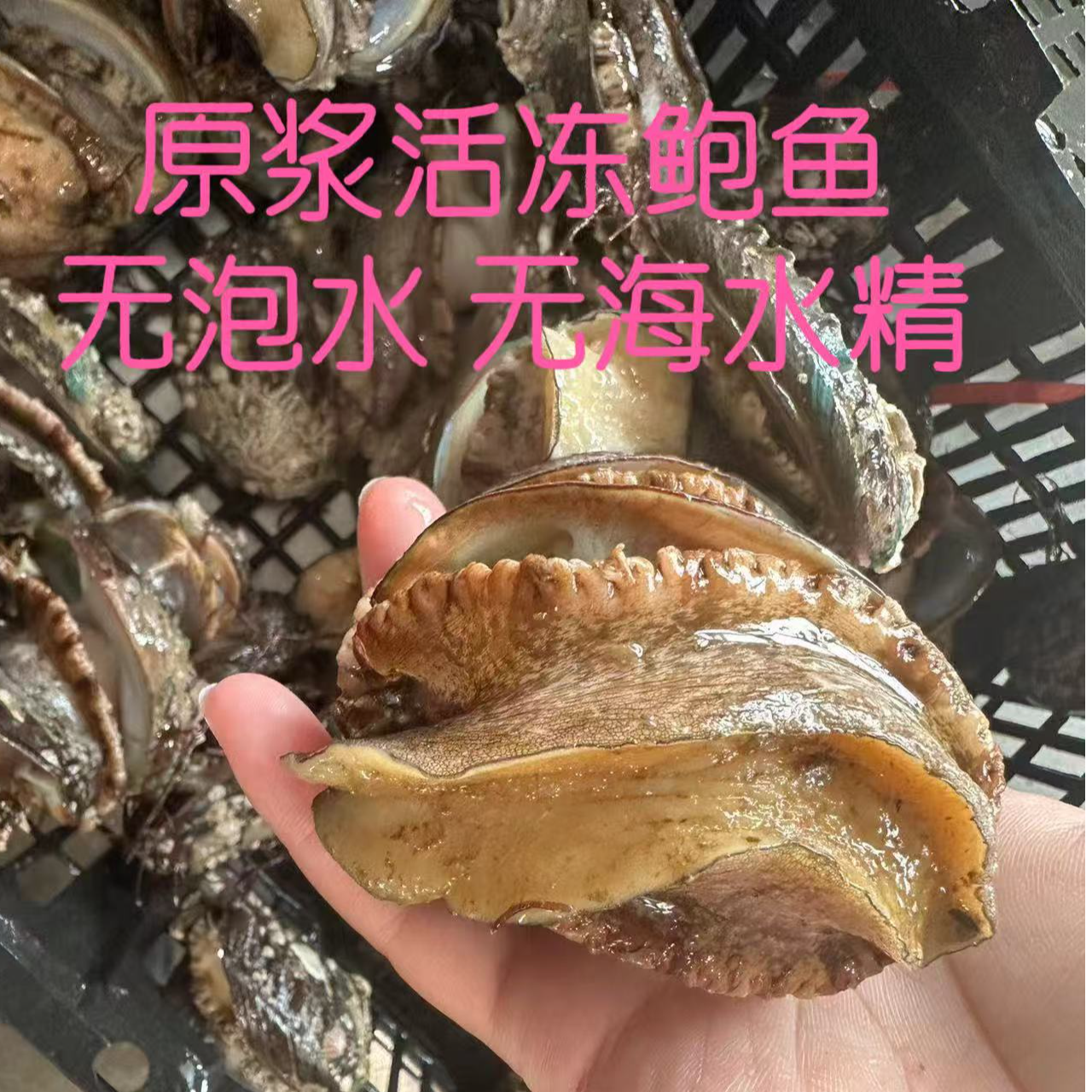 活冻大鲍鱼8头左右不浸泡活鲜速冻8个一包到手2包16只