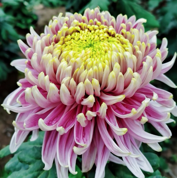 【盘龙木兰】大花富贵菊花盆栽九月菊 开花漂亮耐寒