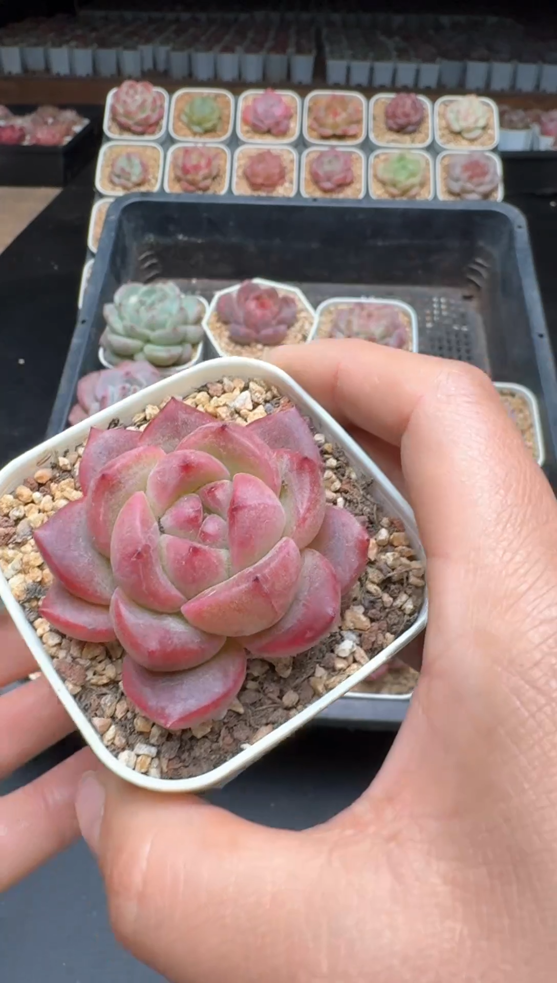 【闪购商品】878A物拍多肉带盆土6.5杯拍3颗包柚