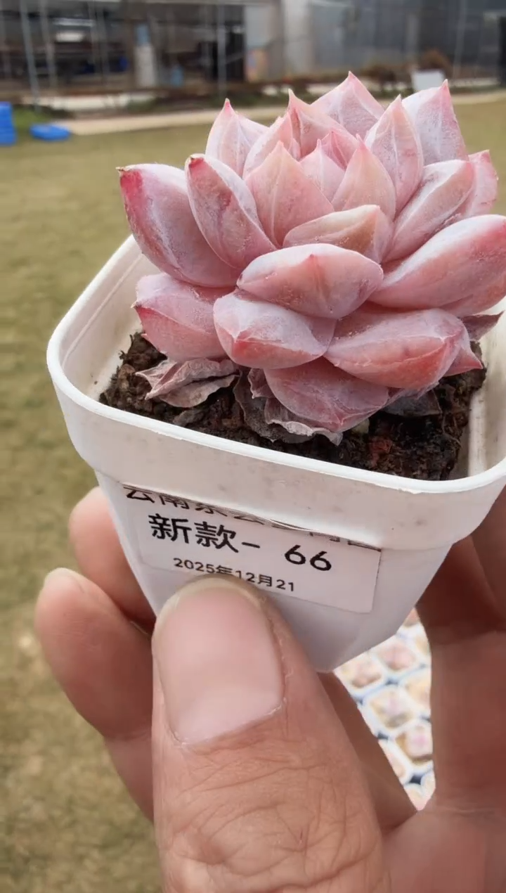 东云多肉园新款-66