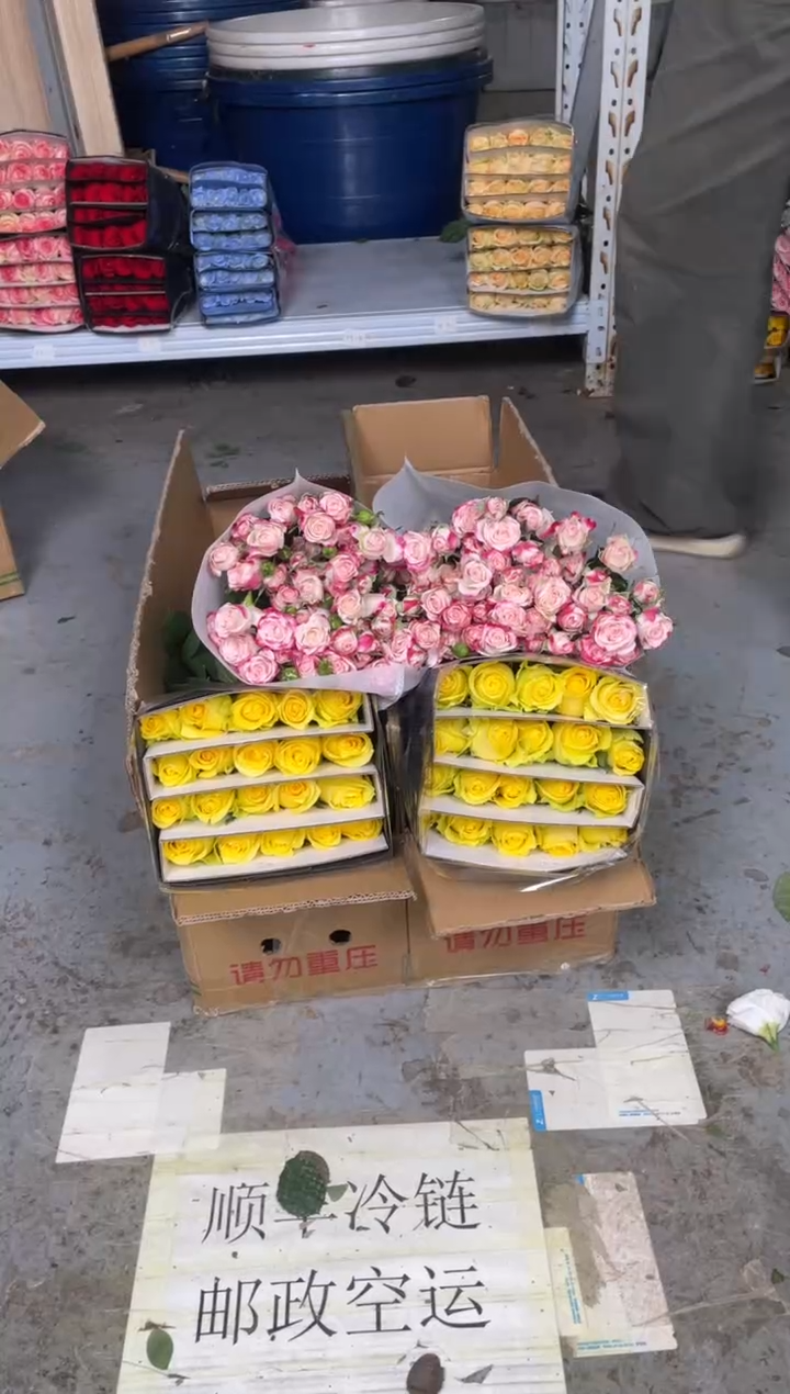 浪漫沙滩20枝+折射10枝