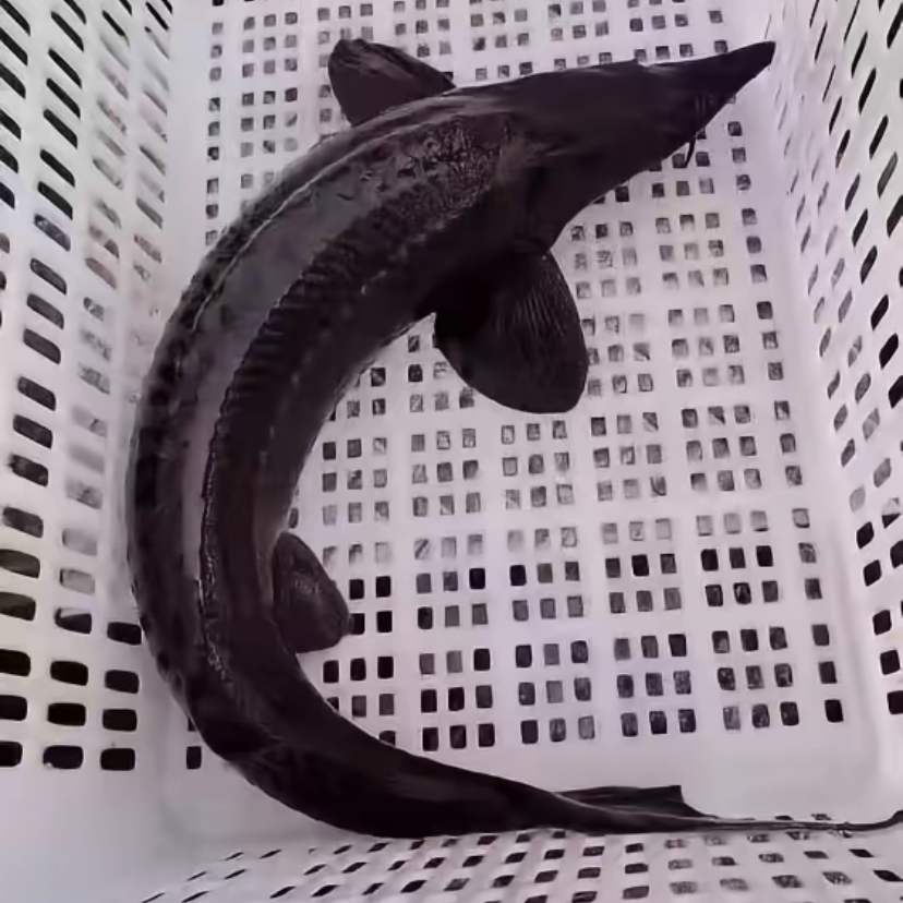 鲜活淡水鱼软骨鱼 耐低氧  肉质细嫩