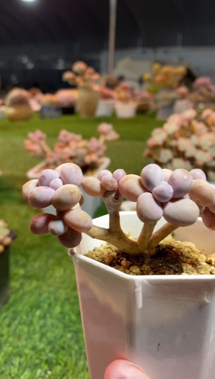 【闪购商品】0307a