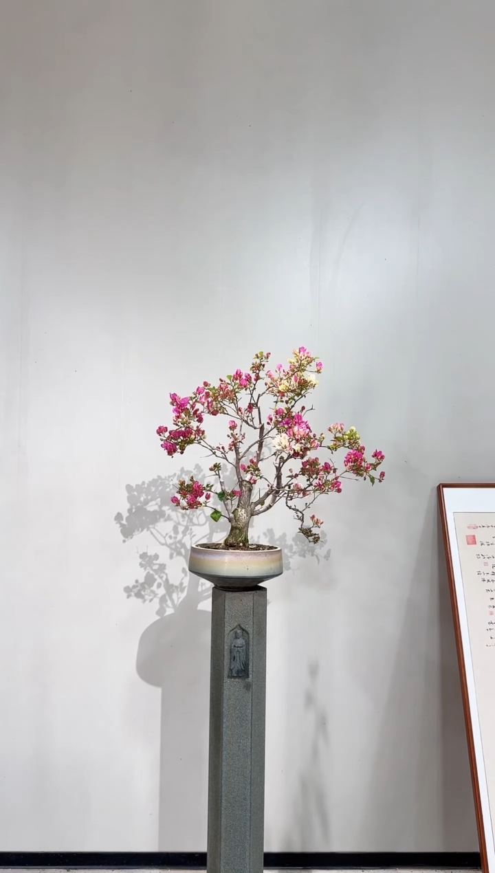 【闪购商品】盆景章红樱