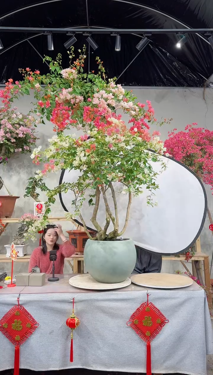 【闪购商品】盆景金心橙白