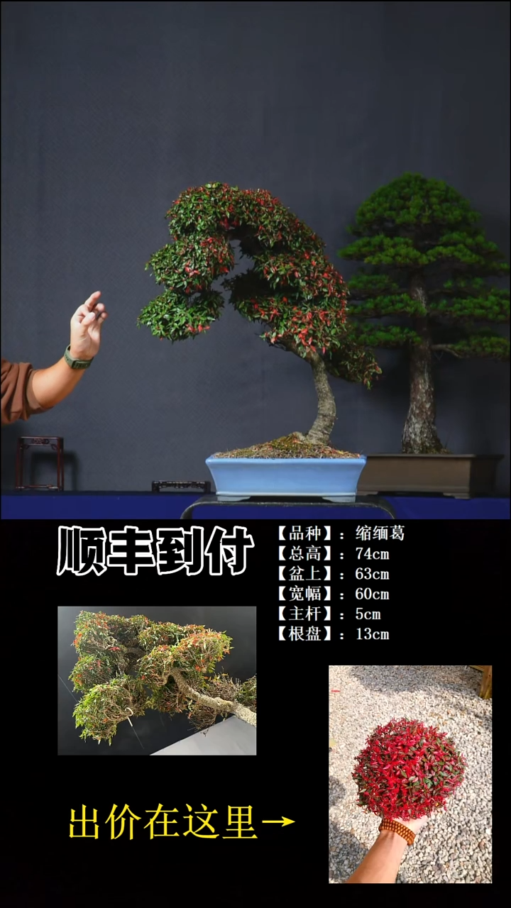 以实际为准戴*缩缅葛