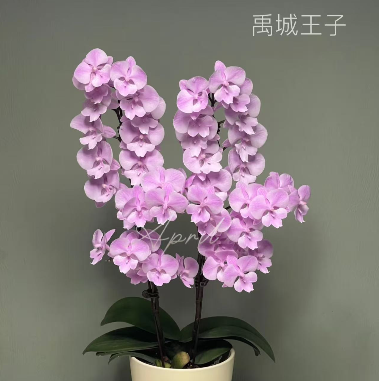 【2个花剑】禹城王子蝴蝶兰  开花机器 欧品系列蝴蝶兰