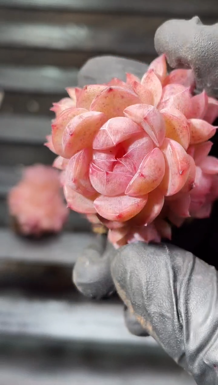 23-56 超P厂牌群3-4厘米不包整散量拍发一颗