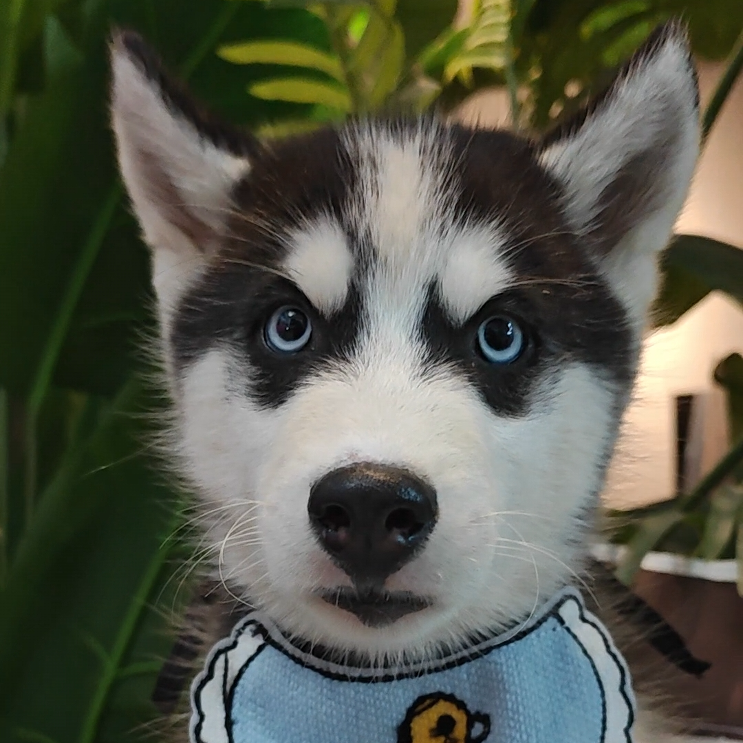 二哈，会犟嘴，会拆家，会唠嗑，终身质保犬瘟细小，三针疫苗齐全