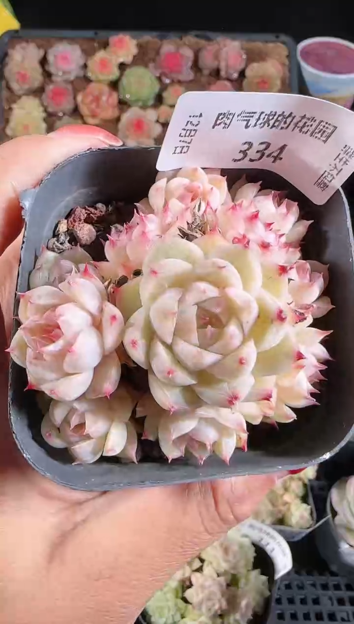 1207-334多肉群生不包整