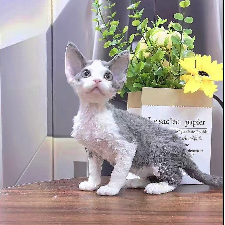 【妃姐】德文长毛蓝白小弟弟
