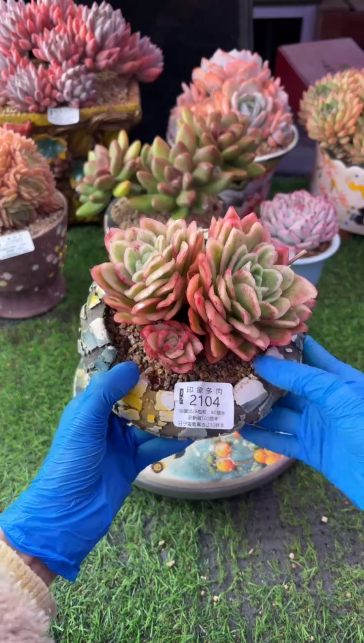 昆明印象多肉2104