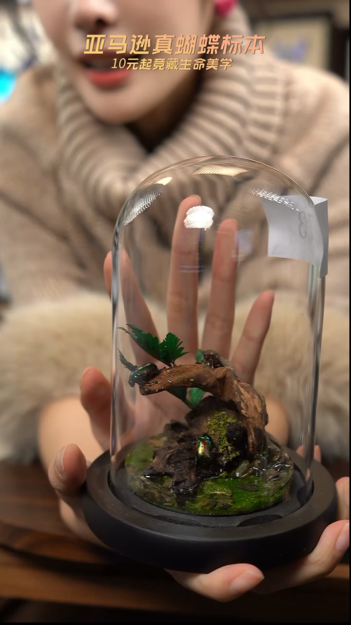 昆虫标本摆件竞拍l73