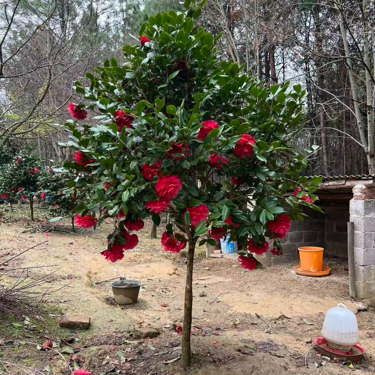 带花苞茶花盆栽耐寒花卉室内外绿植