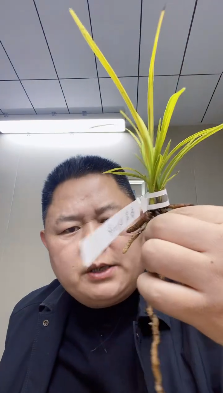 完全开放旁*散班中透