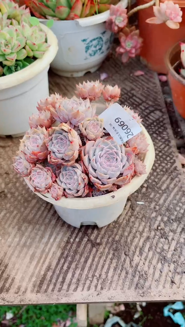 郑*曦跃跃精品多肉26069