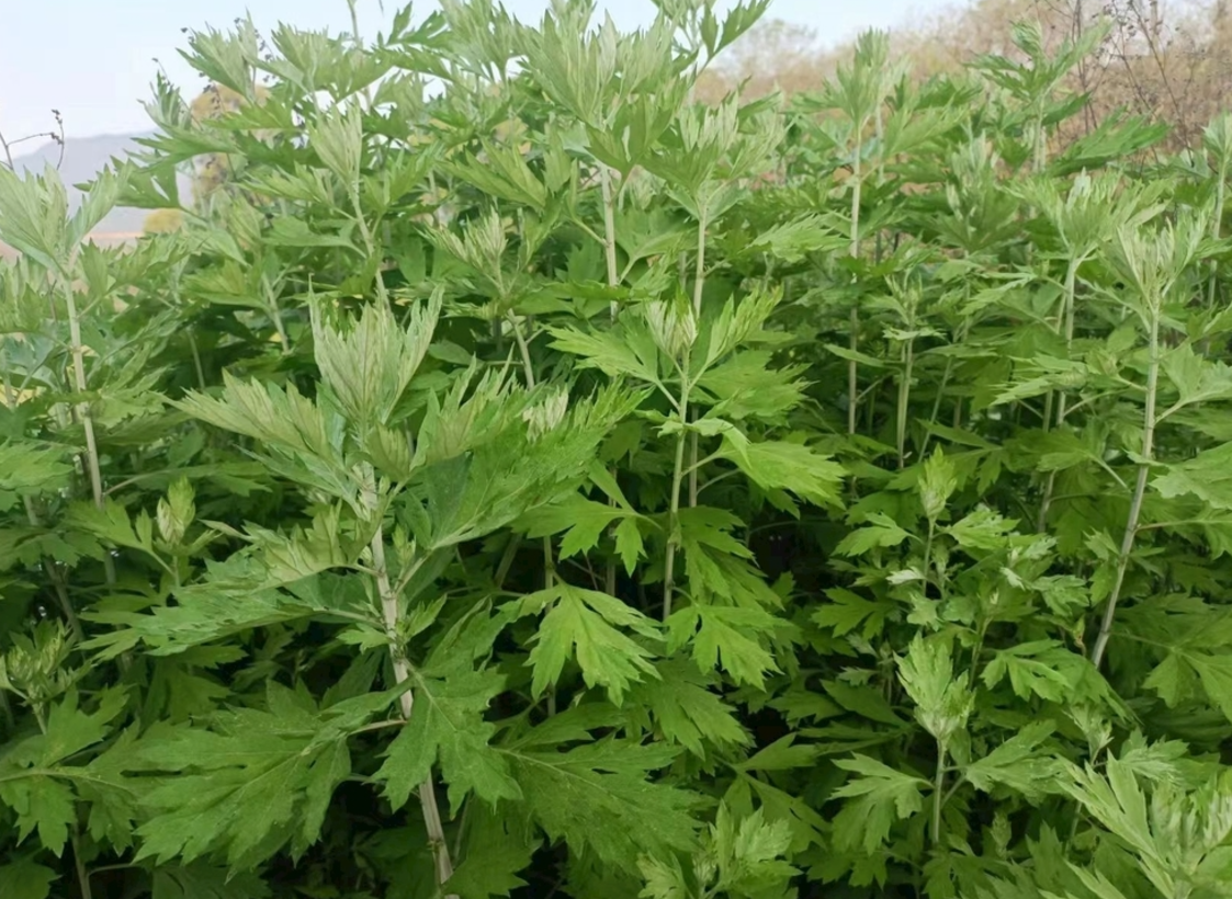 端午前后晒干艾草