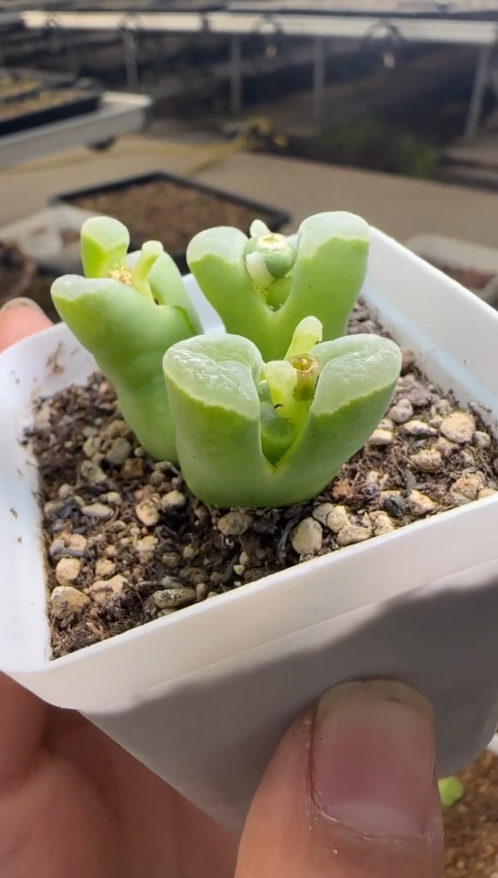 【闪购商品】20-367