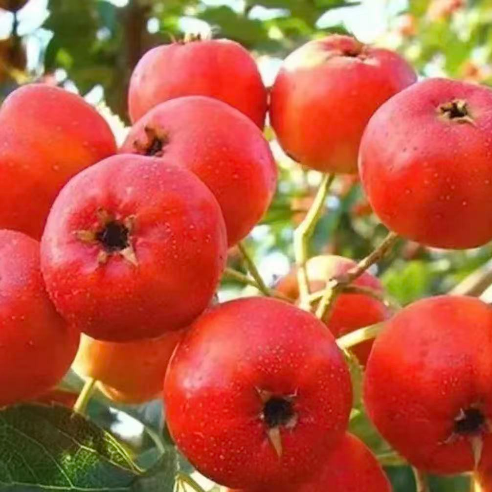 正宗无籽红山楂树苗 盆栽地栽阳台庭院南方北方种植果树苗