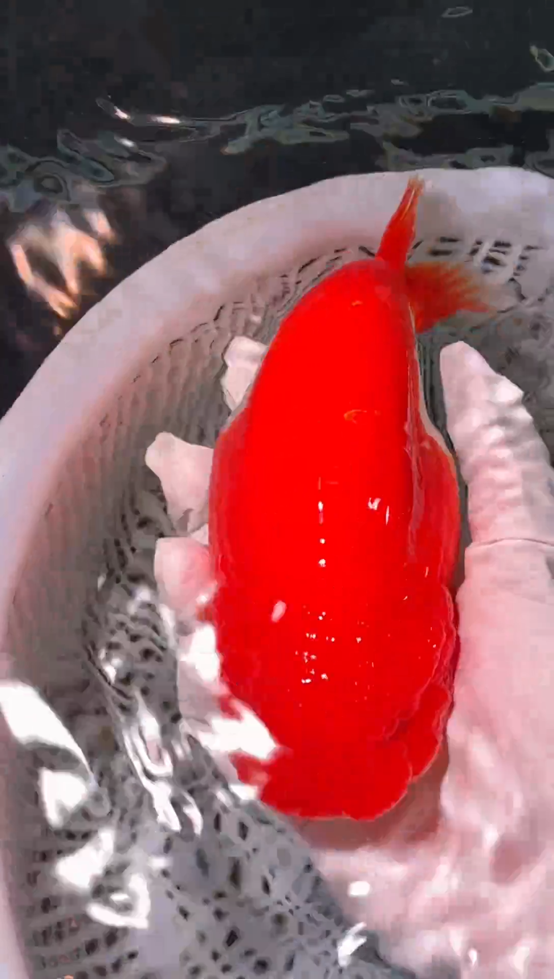 金鱼（运费到付，马印灯下展示）福州追鱼兰寿金鱼