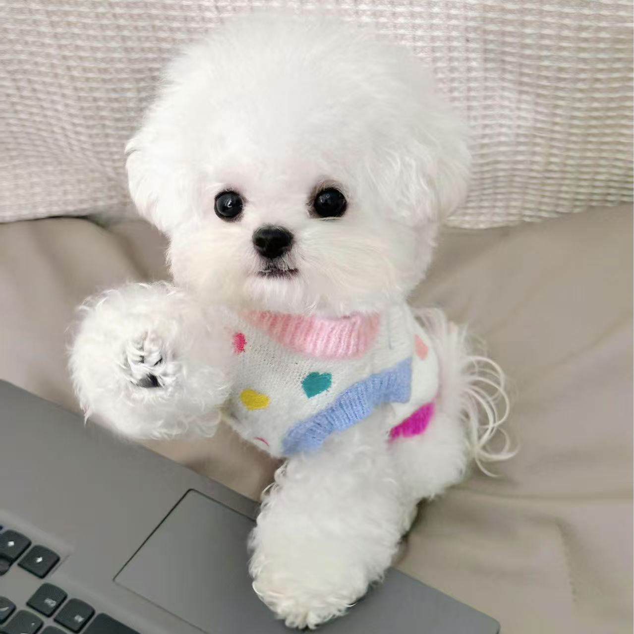 【比熊之家】韩版比熊可爱甜美犬（一物一拍）宠物狗狗活体