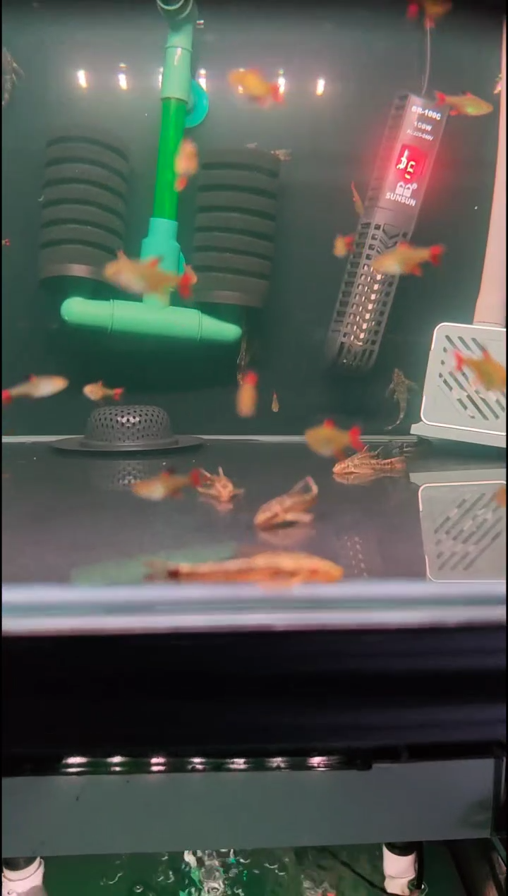 灯科鱼用****1炎尾黑豆（随机2条）